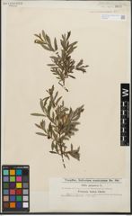 Foto von Salix purpurea L.